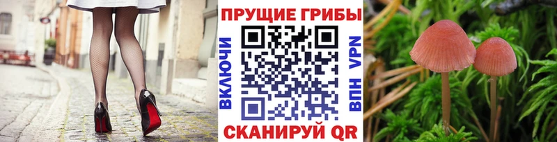 Галлюциногенные грибы мицелий  Новошахтинск 